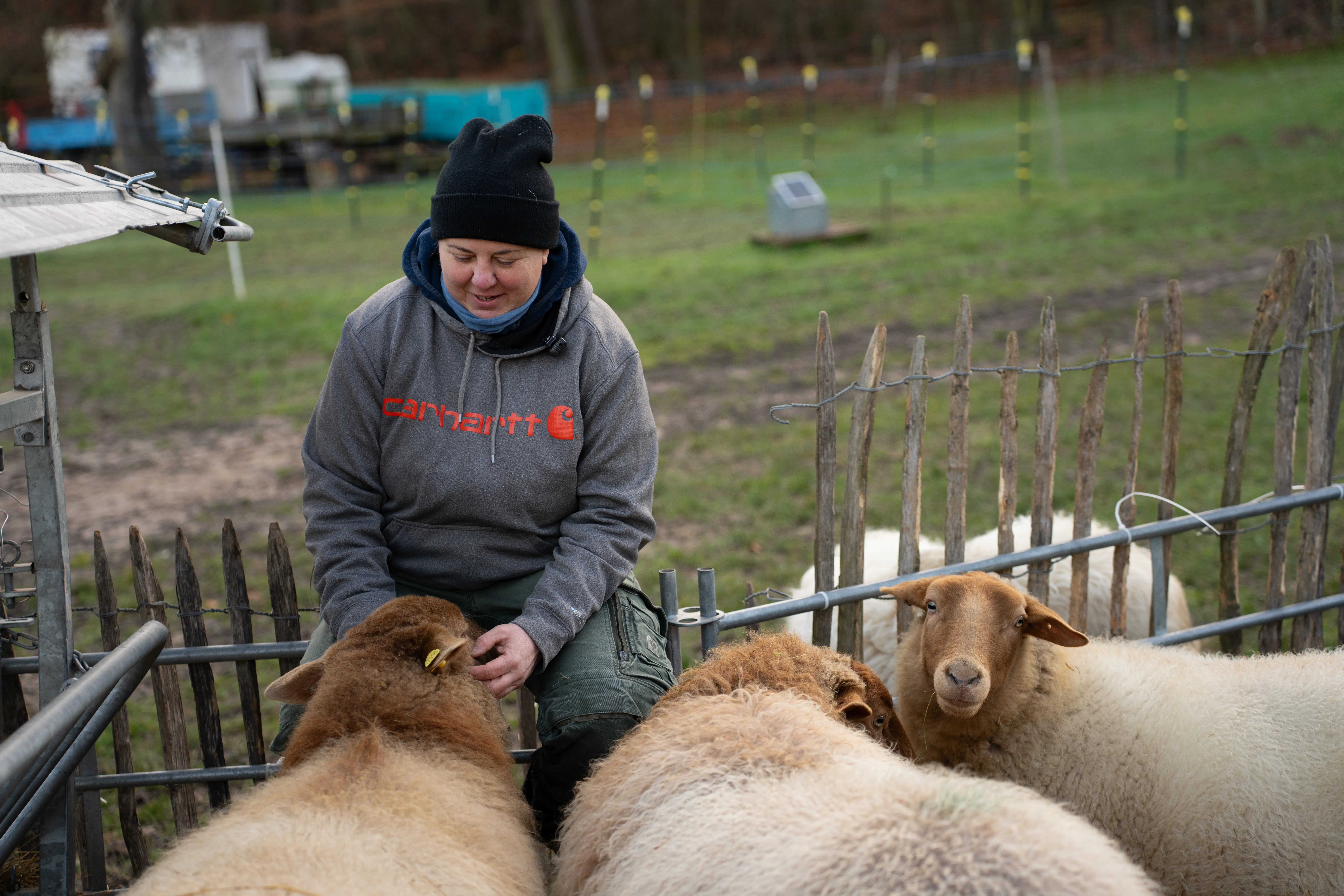 Schafwoll-Pellets natürlicher Langzeitdünger