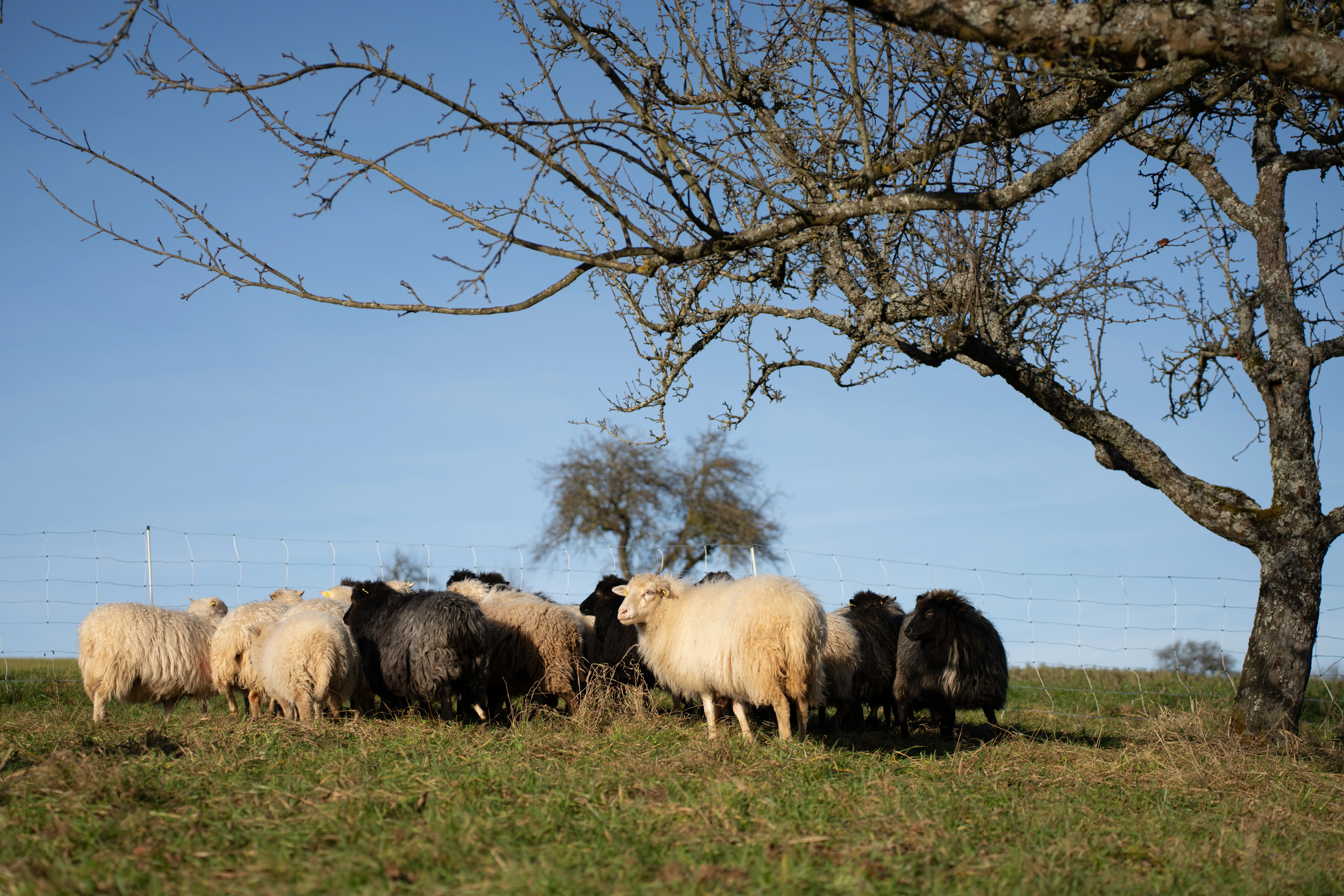 Schafwoll-Pellets natürlicher Langzeitdünger